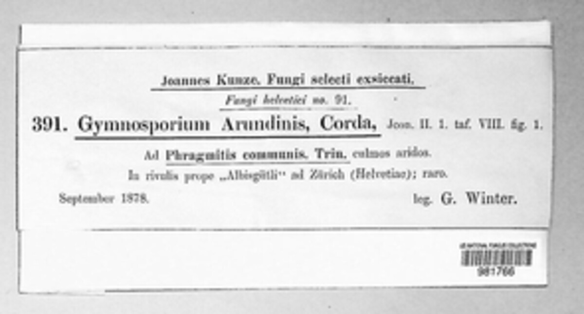 Apiospora arundinis image